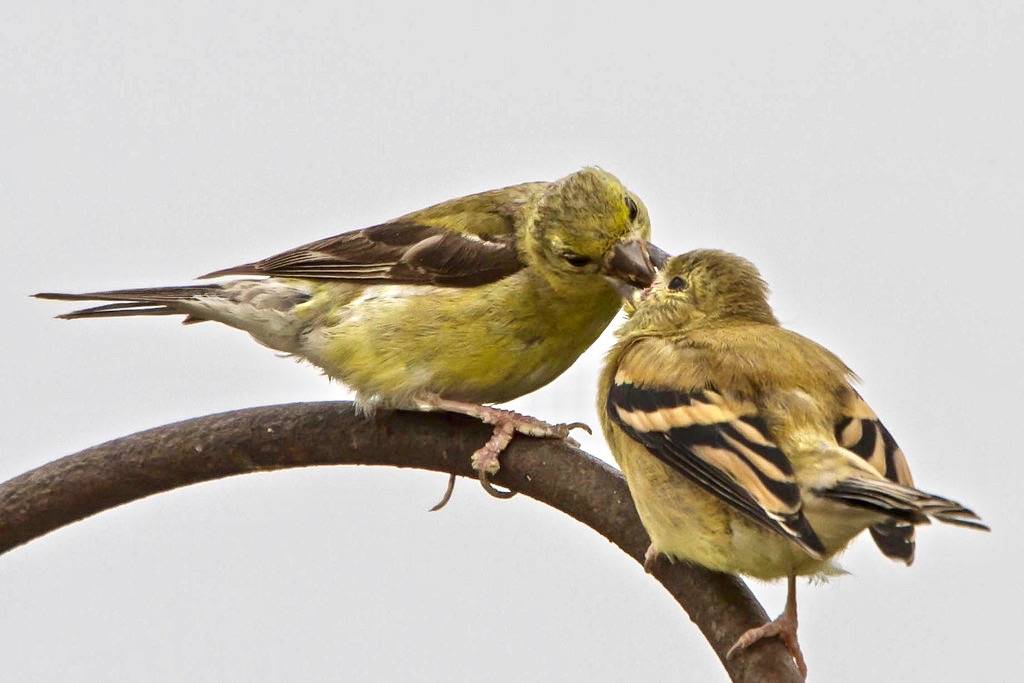 Female Adult American Goldfinch Feeding Fledgling by Pets4Dawn is licensed under CC BY 2.0